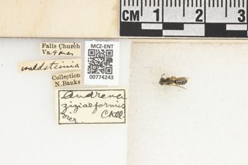 Media type: image;   Entomology 774243 Aspect: Labels